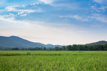 The rice fields in the countryside, Chiang Mai Thailand