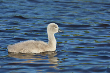 Baby Mute Swan cygnet swimming on lake