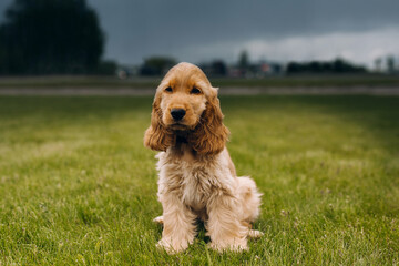 Cocker spaniel puppy is sitting at the grass