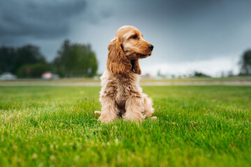 Cocker spaniel puppy is sitting at the grass