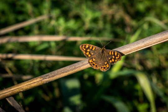 National park Olesa