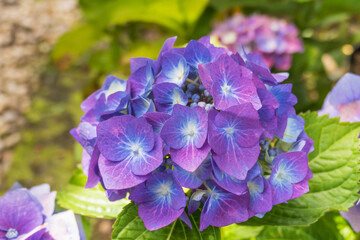 flowers hydrangea hortensia plant with daylight