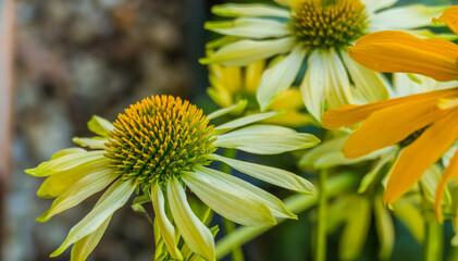 flower yellow coneflower echinacea paradoxa