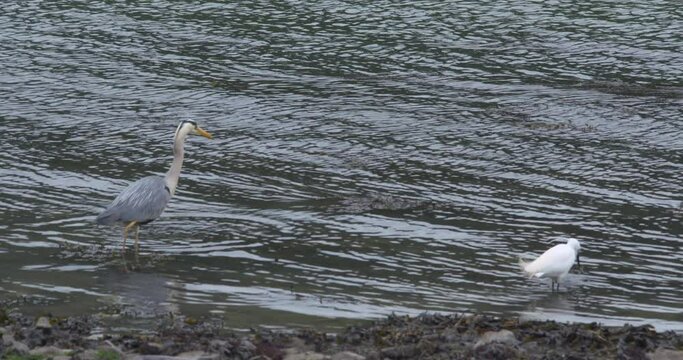 Grey Heron and Little Egret wading birds catching eating shallow river water