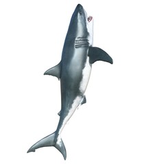 Shark isolated on white background 3d illustration