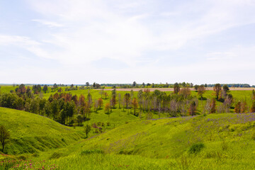 Fototapeta na wymiar wide green fields with a gorge