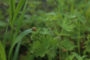 a snail sits on the wet green grass after a rain