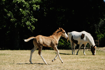 Fototapeta premium Red dun colt horse gallops through grass field during summer.