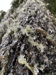 close up, frozen evergreen tree brunches, Oregon Forest, Mt Hood 