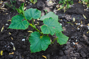 Agriculture and vegetable growing. Growing cucumbers in the ground. Green young cucumber Bush during flowering and fruit ovaries in black soil close-up.