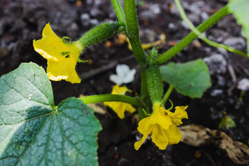 Agriculture and vegetable growing. Growing cucumbers in the ground. Green young cucumber Bush during flowering and fruit ovaries in black soil close-up.