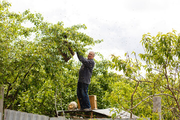 catching the bee swarm beekeeping