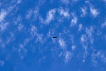 Bird soaring through the sky