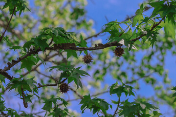 Sweet Gum Tree