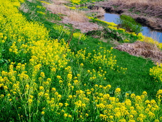 菜の花