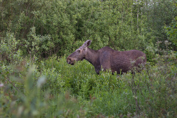 A young wild moose standing in the forest. High quality photo