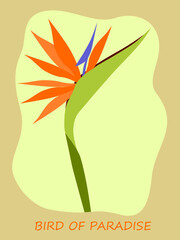 Bird of Paradise flower isolated on simple background. Flat design. Botanical illustration.