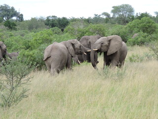 Naklejka na ściany i meble elefante africa safari