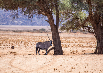 Naklejka premium Oryx in the namib desert in Namibia