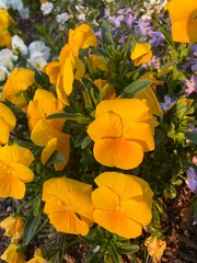 Fototapeta na wymiar beautiful bright Yellow flowers