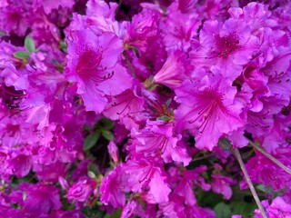 Beautiful Hot Pink Flowers, blooming in Early Summer in Portland Oregon, USA