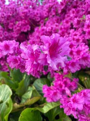 Beautiful Hot Pink Flowers, blooming in Early Summer in Portland Oregon, USA