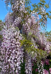 Beautiful Pink and purple Flowers, Blooming in the summer, Portland Oregon, USA