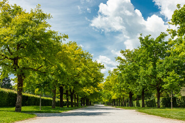 road in the park