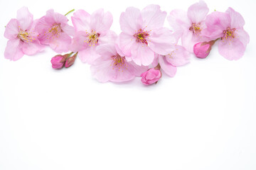 Naklejka na ściany i meble Pink Cherry Blossom Isolated on White Background