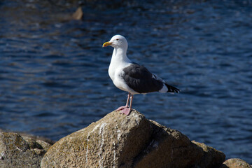 seagull on the rock