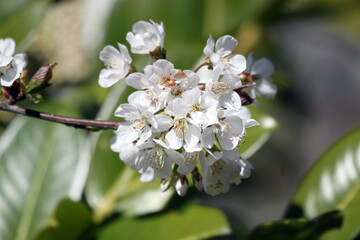 Spring flowering plum and apple fruit trees with white blossoms against a blue sky