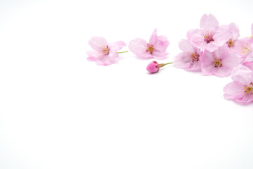 Pink Cherry Blossom Isolated on White Background