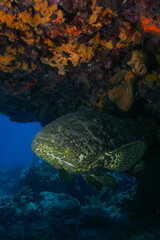 Fototapeta na wymiar Goliath Grouper, a critically endangered species, under a ledge in the Florida Keys