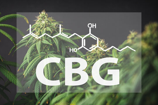 Branches of Medical Marijuana with flower bud sites Cannabis
