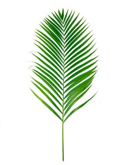 Palm green leaf isolated on white background