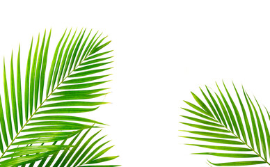 Fototapeta premium Palm leaves isolated on white background