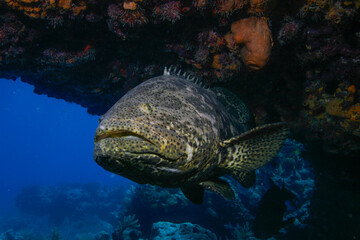 Fototapeta premium A very large Goliath Grouper, a critically endangered species, under a ledge in the Florida Keys