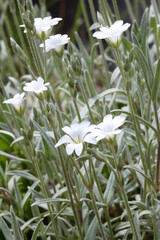 Spring flowers from the garden with orange, white, purple, blue, and pink blooms and dark green leaves.