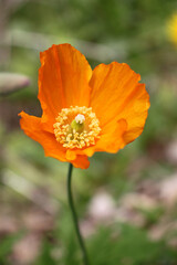 Spring flowers from the garden with orange, white, purple, blue, and pink blooms and dark green leaves.
