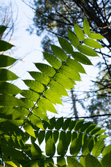 Wild green leaves of a tree branch in a wild forest during the fall foliage in upper PA
