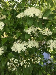 numerous Queen Anne's Lace flowers with green leaves