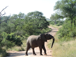 Elefante sudafricano safari