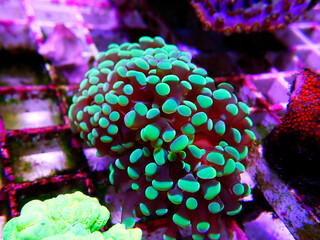 Euphyllia Anchor LPS coral -  Euphylliidae Ancora