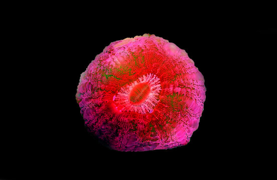 Doughnut colorful LPS Coral - (Acanthophyllia deshayesiana)