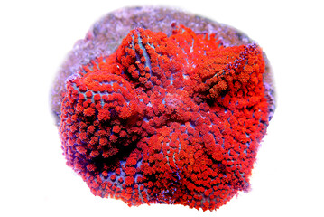 Red & Blue St. Thomas Rhodactis Mushroom