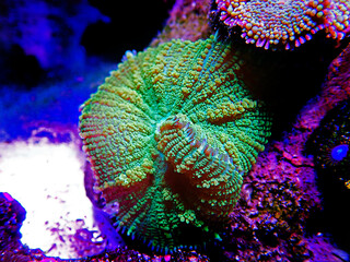 Yellow Claw Rhodactis Mushroom