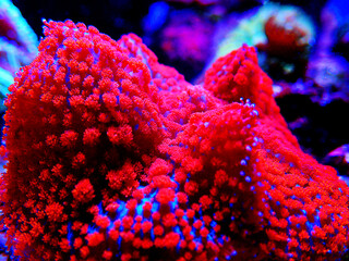 Red & Blue St. Thomas Rhodactis Mushroom