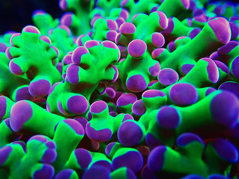 Amazing colorful Euphyllia divisa aka Frogspawn LPS coral