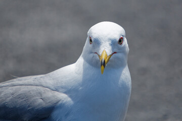 Portrait of a Ring-billed Gull