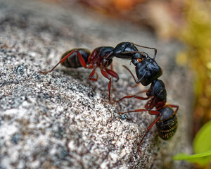 Ants fighting